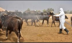 الموصل تسجل ثالث إصابة بالحمى النزفية خلال أسبوع